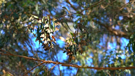 Monarch-butterflies-clustered-together-in-the-forest-during-winter-migration-season