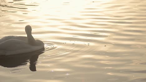 white swan grooming at sunset