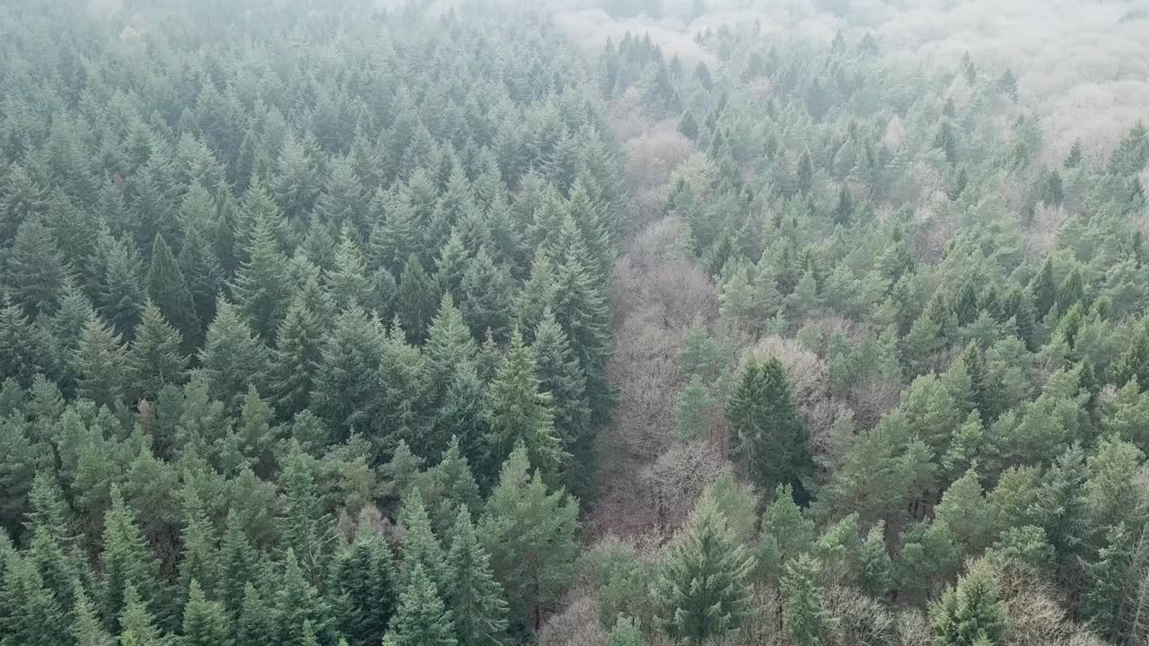 Volo sopra alberi aghifoglie e latifoglie in inverno