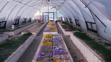 greenhouse with spring flowers. view from a drone