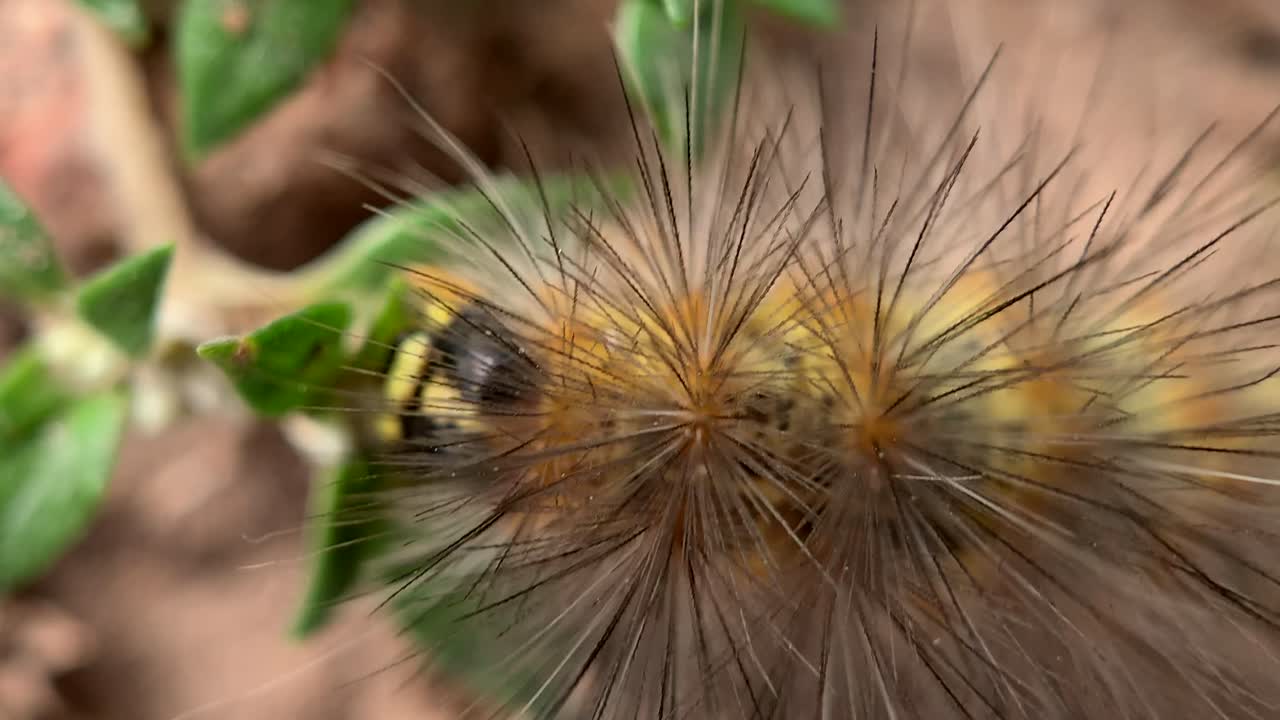 cerca de un gusano en el suelo comiendo una planta.
