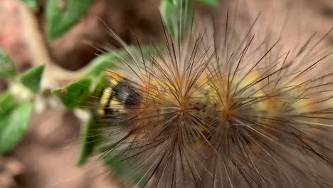 close up of a worm on the ground eating a plant