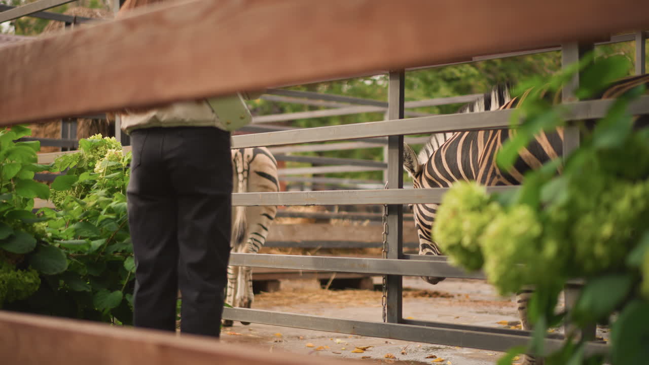 Zebra dietro una recinzione vicino al guardiano dello zoo, binari in legno e panchina incorniciati da ortensie verdi, guardiano visto da dietro che indossa pantaloni scuri, zebra che si muove dolcemente mentre il guardiano ispeziona il recinto, pomeriggio