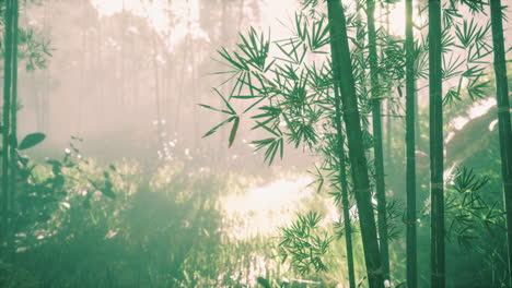 Sol-En-La-Niebla-De-La-Mañana-Bosque-De-Bambú