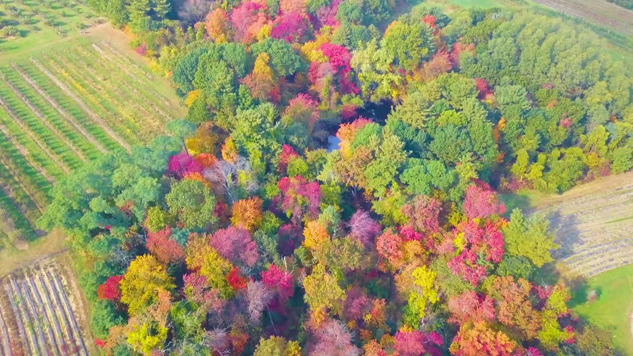 Farmland surrounds a colorful red and orange autumn tree forest and pond in rural countryside