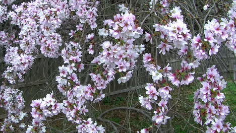 Camera-jibs-diagonally-downward-across-weeping-cherry-tree-covered-with-blossoms