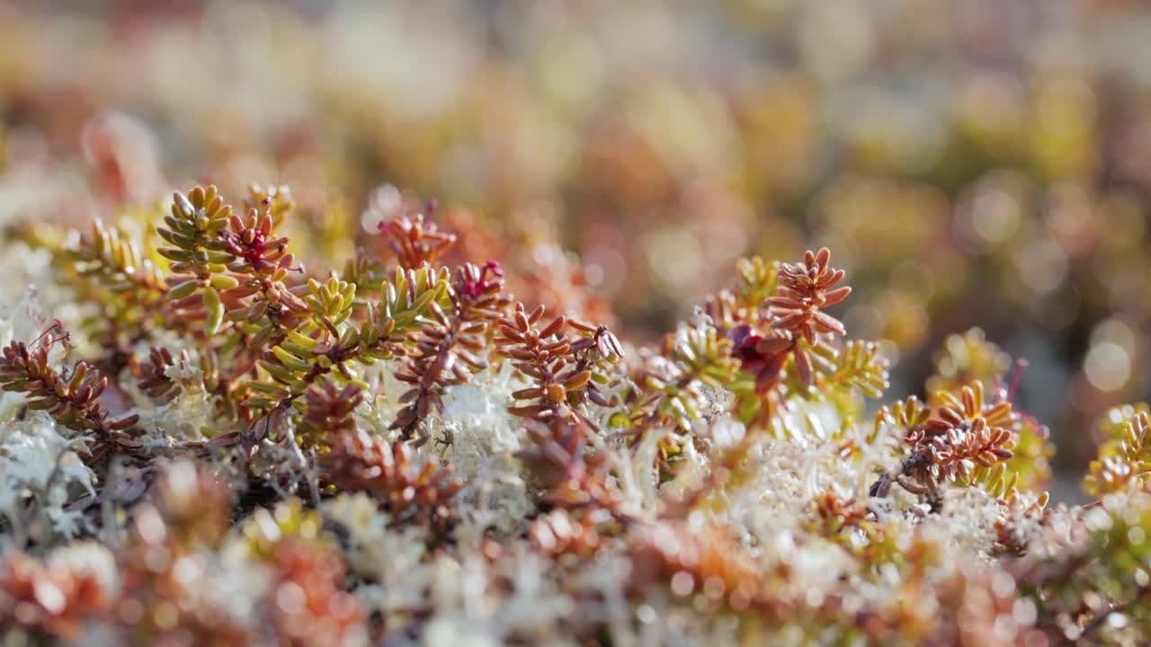 cladonia rangiferina, también conocida como liquen de copa de renos.