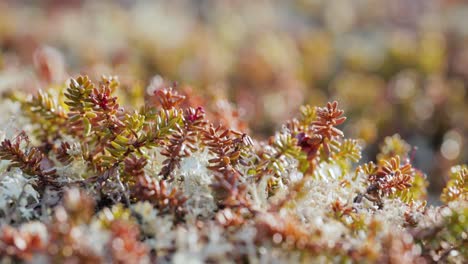 Flechtenmoos-Der-Arktischen-Tundra-Aus-Nächster-Nähe.-Es-Kommt-Hauptsächlich-In-Gebieten-Der-Arktischen-Tundra-Und-Der-Alpentundra-Vor-Und-Ist-äußerst-Kälteresistent.-Cladonia-Rangiferina,-Auch-Als-Rentierbecherflechte-Bekannt.