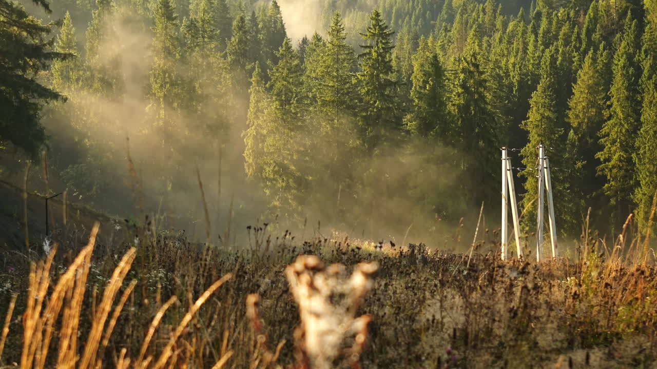 Wunderschöner Morgennebel im grünen Kiefernwald der Karpaten. Aufgenommen in 60 Bildern pro Sekunde für ruckelfreie oder Zeitlupe. Episches Sonnenlicht durch den Nebel in den wilden Wäldern. Kinoreife Natur der Ukraine