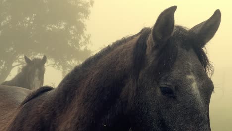 a close-up of mist falling on horses in a dewy meadow