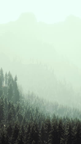 misty forest landscape