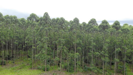 eucalyptus plantation in brazil