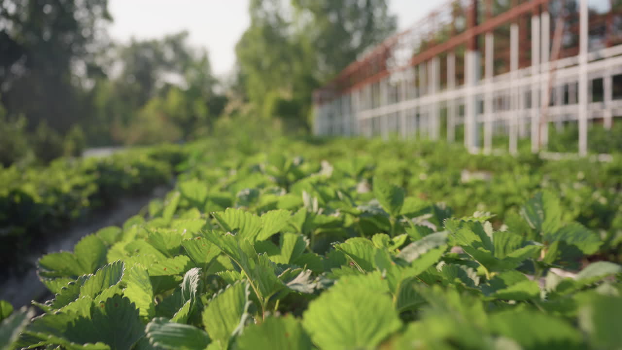 Close up of vibrant strawberry leaves glowing under warm sunlight in cultivated field beside greenhouse structure, surrounded by lush greenery and early morning haze