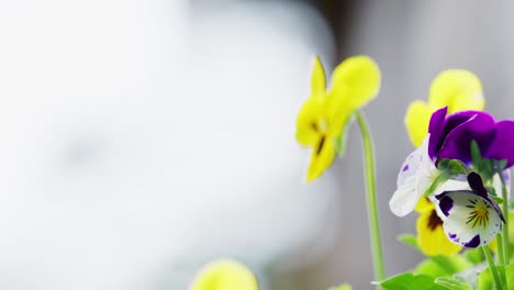 yellow and purple viola flowers moving softly in the summer breeze