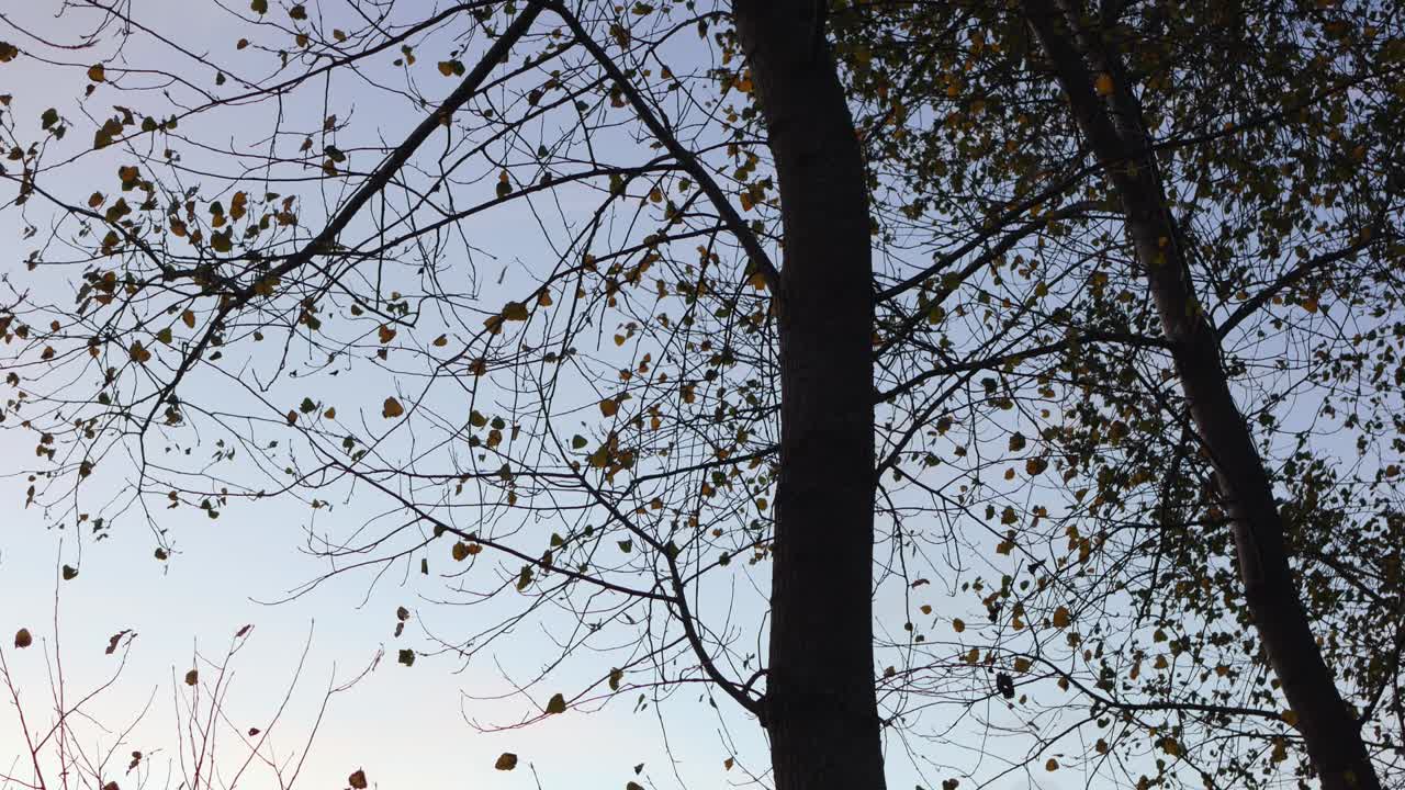 바람에 흔들리는 마지막 잎이 거의 없는 벌거벗은 가지가 하늘을 배경으로 있는 나무