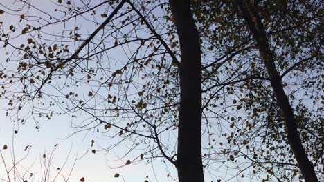 tree with naked branches against sky with few last leaves shaking in wind