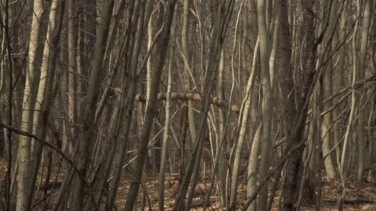 에픽 숲, 나무, 가지, 잎, 뿌리, 태양, 구름