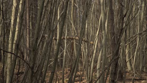 Epic-Forest,-trees,-branches,-leaves,-roots,-sun,-clouds