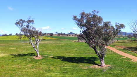 drone camera smoothly approaches two eucalyptus trees in a sunlit, grassy field near armidale, australia, under clear blue skies
