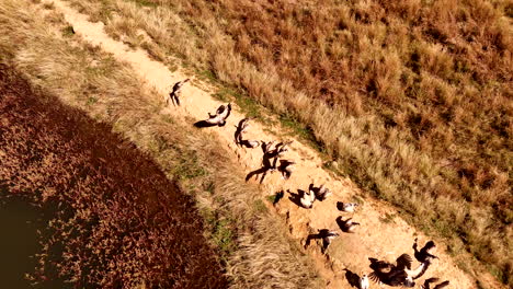 endangered vultures sunbathing on dam wall in dry landscape, overhead aerial