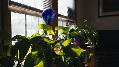 orbiting shot of green plants sitting on a table next to a window inside of a home