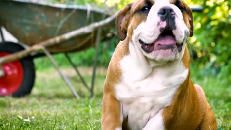 beautiful white brown english bulldog, beautiful face sitting on grass, nature background. concept: a parodist dog, favorite animals, true friends, a dog's pedigree, a friend's dog, a small wool.