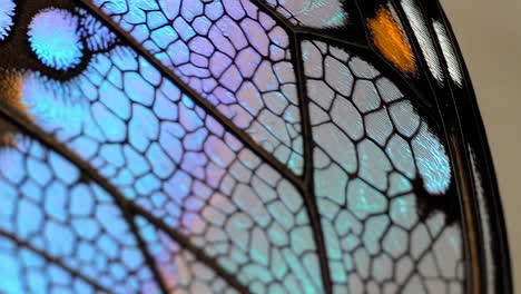 macro close-up of an iridescent butterfly wing