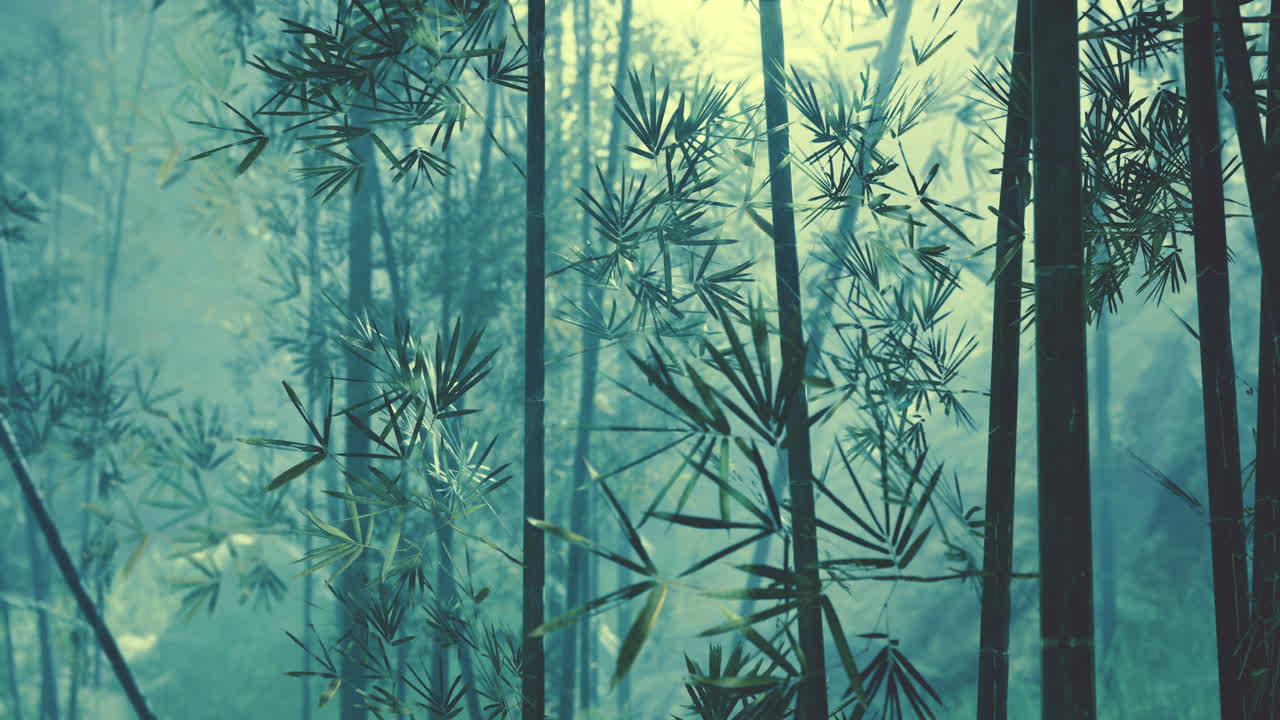 atmósfera matutina en un bosque de bambú