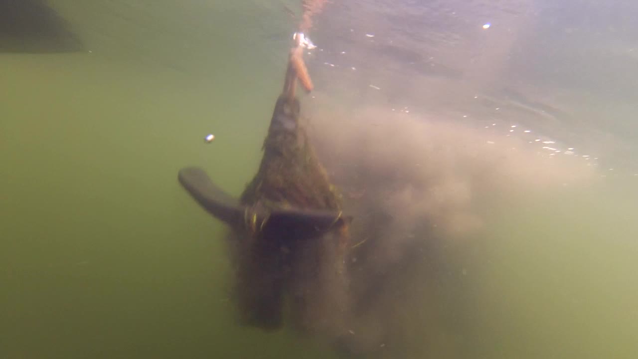 수중 청소 잡초로 싸인 앵커