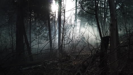 wide establishing shot of a misty forest with a slight tilt up from ground level