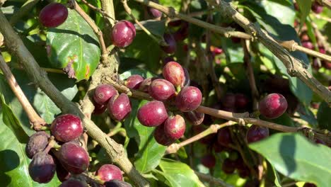 ripe coffee fruit in a coffee plant on the plantation.