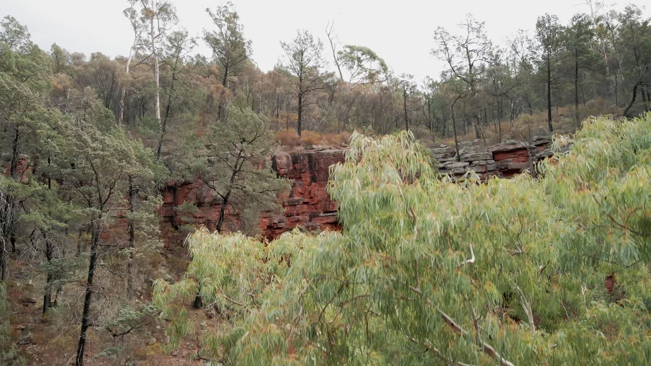 Alligator Gorge rising aerial of red cliff and gum trees in Mount Remarkable National Park, South Australia