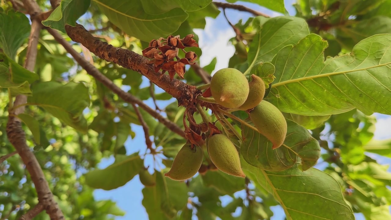 Close-up detalhado de frutos jovens de mahua crescendo naturalmente em galhos de árvores com folhas verdes largas e luz solar quente, criando uma cena tropical pacífica ao ar livre.