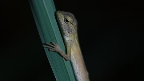 El-Lagarto-De-Jardín-Oriental-También-Se-Llama-Lagarto-De-Jardín-Oriental,-Chupasangre-Y-Lagarto-Cambiable