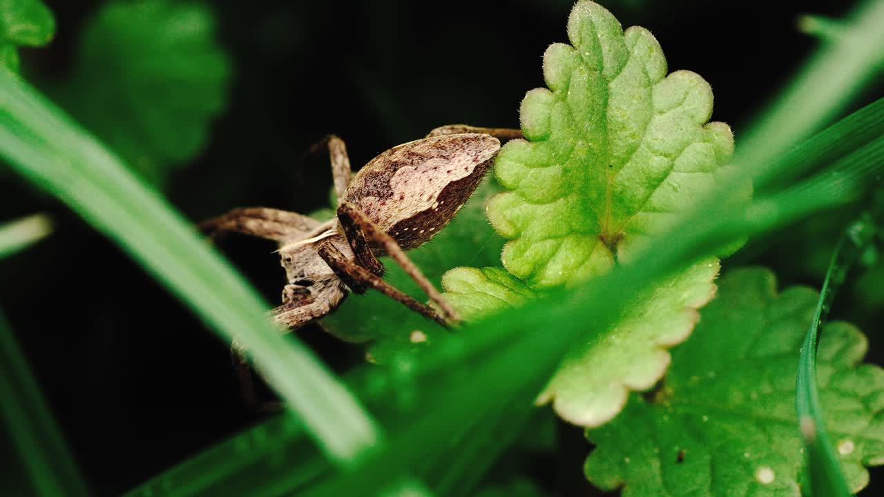높은 잔디 4k의 그림자에 숨어있는 잔디 거미의 매크로 샷