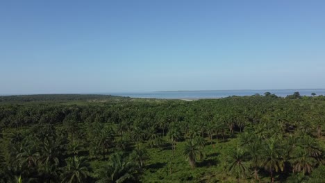 lush green forest in tropical landscape