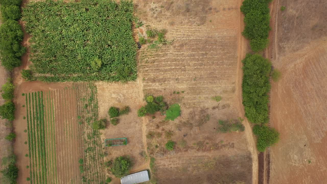 황폐 한 사막 땅 에 있는 브라질 의 유기농 작물 성장 의 위 로 내려온 모습
