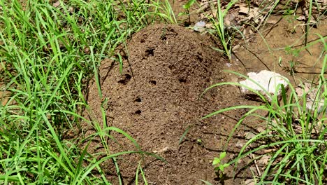 Static video of a fire ant nest. Many fire ants are coming out from the nest