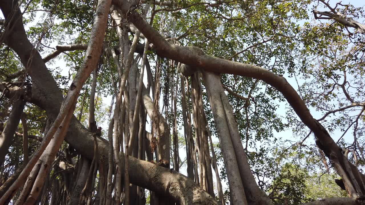 Wide angle panning shot of a 400 year old banyan tree in Karnataka, India
