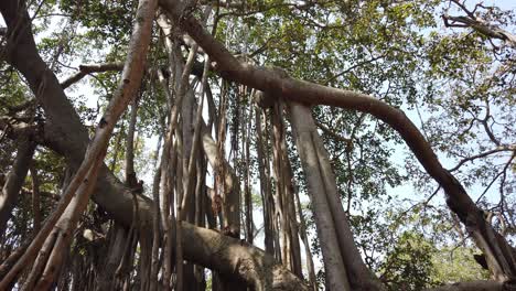 Wide-angle-panning-shot-of-a-400-year-old-banyan-tree-in-Karnataka,-India