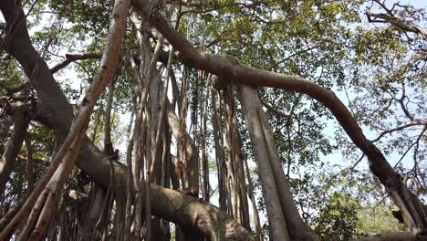 wide angle panning shot of a 400 year old banyan tree in karnataka, india