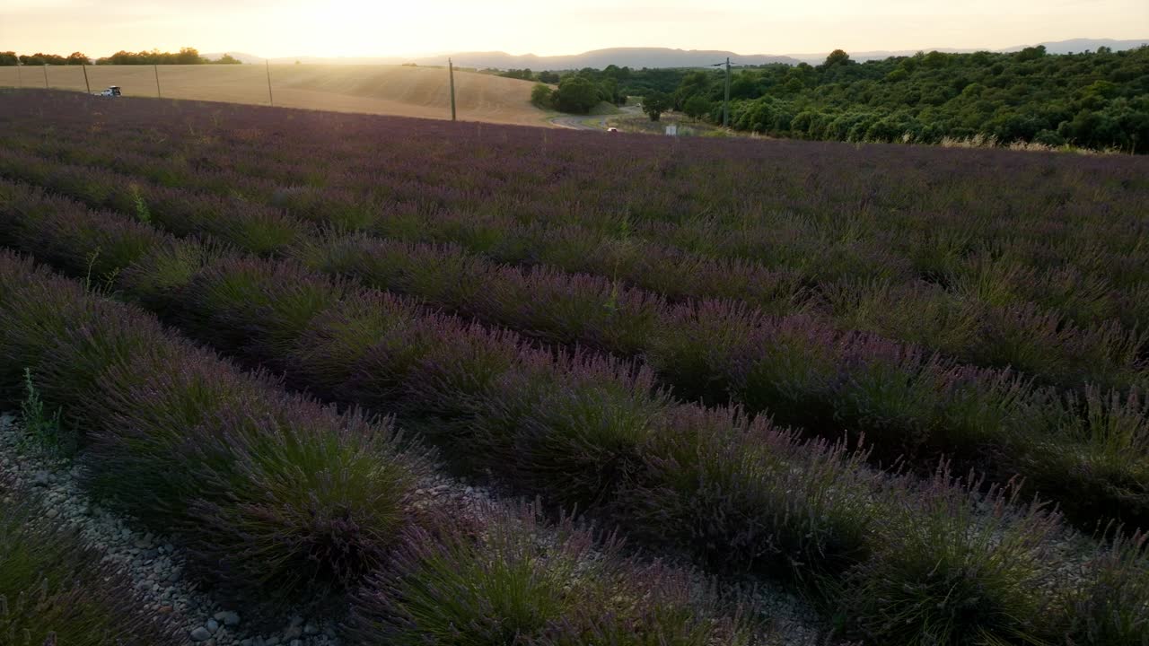 Fransa'nın Provence bölgesindeki bir lavanta tarlası üzerinde yavaşça uçmak.
