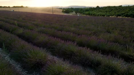 Volando-Lentamente-Sobre-Un-Campo-De-Lavanda-En-Provence-Francia