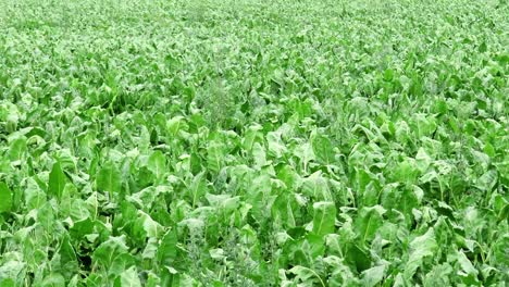 agricultural landcape with a field full of sugar beet in a slight breeze in czech republic