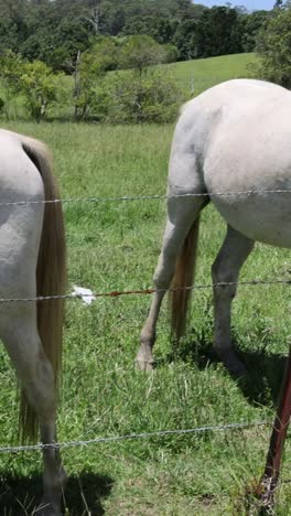 two horses peacefully grazing in a green pasture