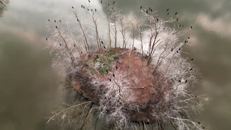 Aerial-view-of-black-birds-on-small-island-at-Adamov-lake-Slovakia