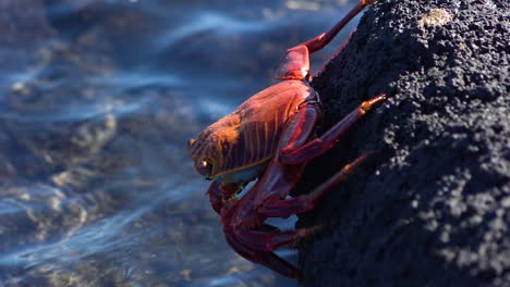 a bright red sally lightfoot crab clings to a rock on a galapagos shore