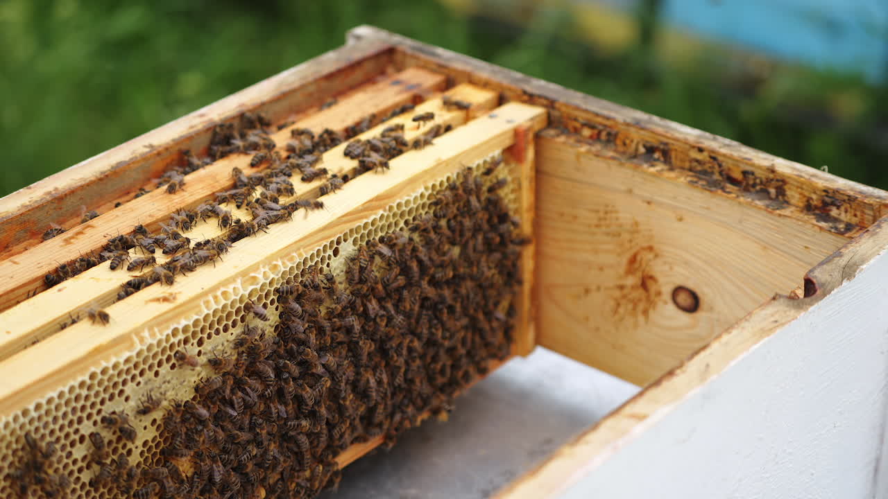 Opened beehives with wooden frames. Bees working together on a frame to pack honey with wax. Bee family inside the hive.