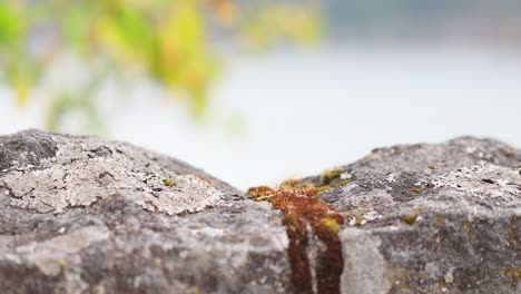 Geringe-Schärfentiefe,-Nahaufnahme-Rauer-Felsen-Mit-Moos-Und-Kriechenden-Ameisen