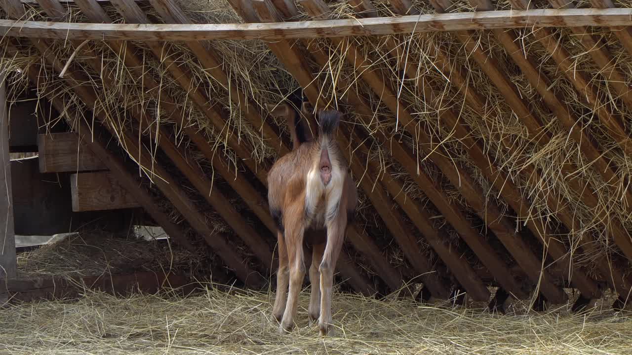 A young female goat standing with its back eating from a traditional wooden hay rack